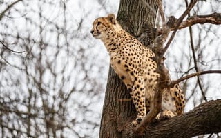 Картинка гепард, наблюдение, хищник, дикая кошка, дерево