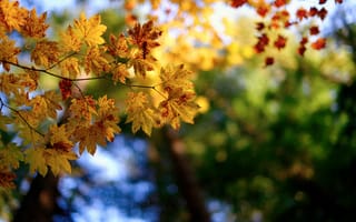 Обои макро, природа, осень, листва, ветки