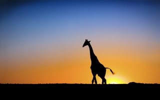 Обои Солнце, жираф, закат