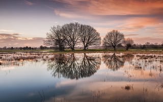 Картинка деревья, озеро, рассвет, отражение