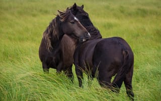 Обои кони, дружба, ласка, лошади, пастбище, ветер, пара