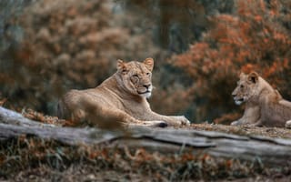 Картинка природа, пара, львы, отдых