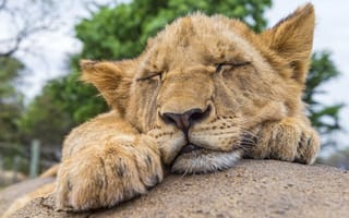 Картинка львёнок, спит, отдых, камень, лев, кошка, детёныш, ©Tambako The Jaguar, сон