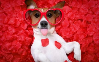 Картинка собака, love, petals, valentine, dog, romantic, rose, hearts, funny, лепестки