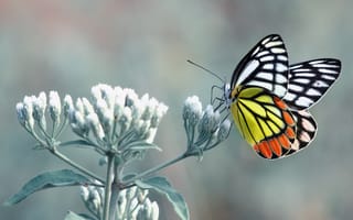 Картинка Butterfly, Leaves, White, Orange, Stalk, Yellow, Fell, Black, Flower, Paws, Antennae