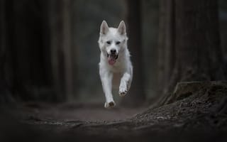 Картинка собака, Gerberian Shepsky, полёт, бег, боке