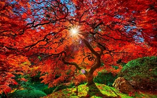 Обои ПАрк, ветки, дерево, небо, листья, солнце