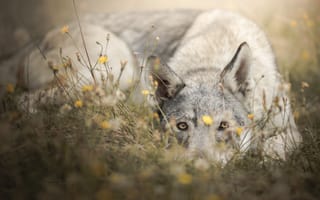 Картинка трава, Чехословацкая волчья собака, собака, морда, взгляд, цветы