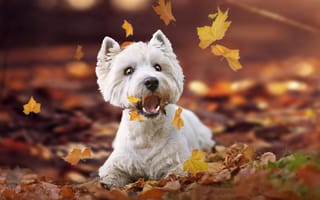 Картинка пёсик, Вест-хайленд-уайт-терьер, листья, осень