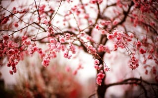 Картинка Сакура, цветы, ветки, весна