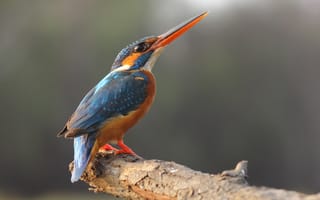 Картинка kingfisher, eye, paws, branch, beak