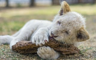 Картинка львёнок, кошка, игра, ©Tambako The Jaguar, белый лев, детёныш, когти