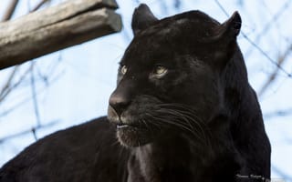 Обои черный ягуар, хищник, дикая кошка, пантера, морда