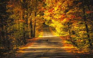Картинка осень, деревья, дорога