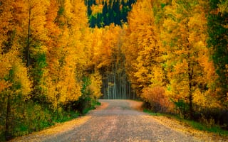 Обои природа, дорога, лес, осень, деревья