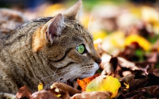 Картинка кошка, боке, листья, мордочка, кот, наблюдение