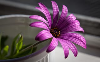 Картинка пурпурный, цветок, макро