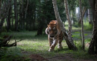 Картинка тигр, хищник, лес, дикая кошка