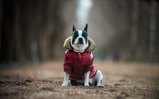 Картинка собака, boston terrier, друг, взгляд