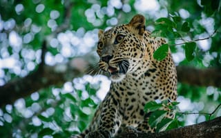 Картинка леопард, дикая кошка, на дереве, хищник