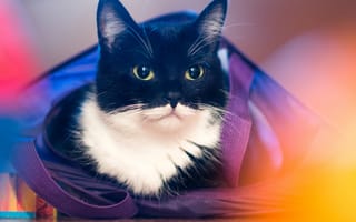 Картинка кошка, портрет, мордочка, сумка, взгляд