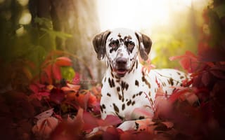 Картинка собака, трава, портрет, взгляд, Далматин