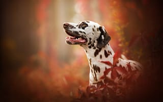 Картинка собака, портрет, профиль, боке, Далматин