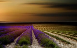 Картинка Франция, Прованс, закат, поле, лаванда, природа, цветы, небо