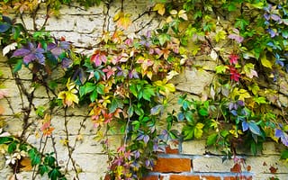 Картинка листья, рисунок, краски, цвет, осень, плющ, стена