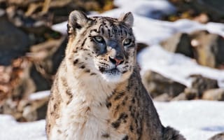 Картинка uncia uncia, snow leopard, смотрит, пушистая кошка, горы, 4х3, ирбис, красивый хищник, морда, снежный барс, снег