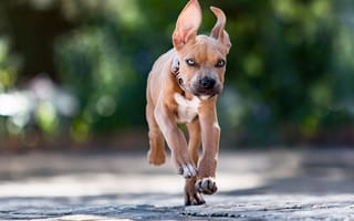 Картинка собака, боке, бег, щенок, уши