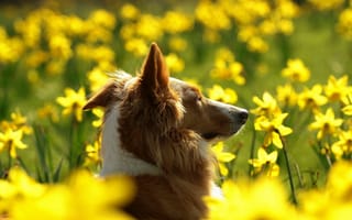 Картинка собака, поле, цветы