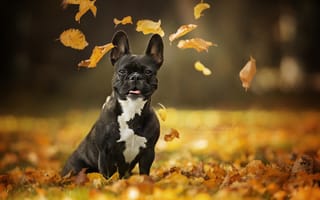 Картинка осень, портрет, взгляд, боке, листья, собака, Французский бульдог