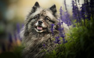 Картинка цветы, лаванда, Вольфшпиц, собака, взгляд, Кеесхонд