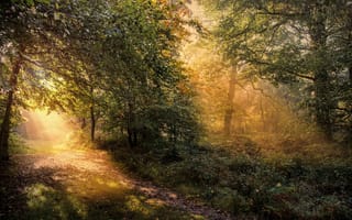 Картинка осень, утро, тропа, Англия, деревья, рассвет, лес