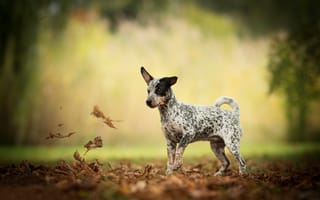 Картинка собака, листья, пёсик, боке, осень