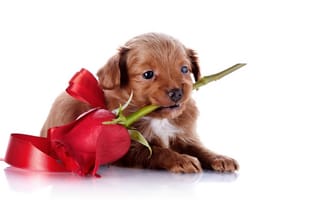 Картинка собака, роза, лицо