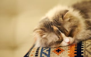Картинка кошка, пушистая, спит, мордочка, сон