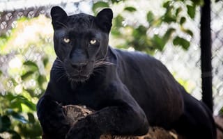 Картинка чёрный леопард, дикая кошка, пантера, отдых, морда, © James Scott, хищник, лежит