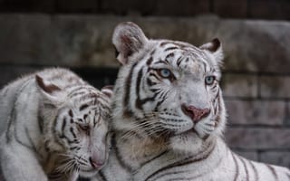 Картинка белый тигр, пара, тигрёнок, кошка, тигрица, котёнок