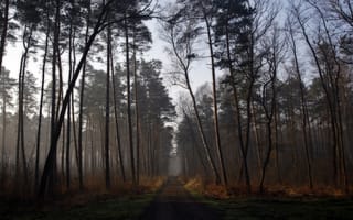 Картинка дорога, лес, мгла, природа