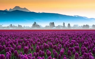 Картинка поле, тюльпаны, цветы, дымка, горы