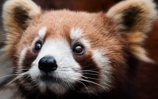 Картинка Red Panda, мордашка, крупный план