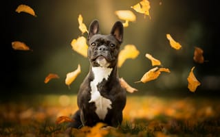 Картинка собака, осень, Французский бульдог, боке, листья