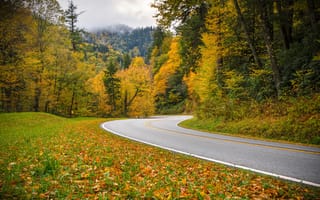 Картинка Теннесси, осень, Национальный парк Грейт-Смоки-Маунтинс, дорога, лес, Great Smoky Mountains National Park, Tennessee