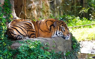 Картинка тигр, трава, отдых, камень, кошка, суматранский