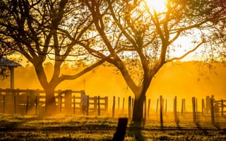 Картинка ранчо, деревья, свет, закат, солнечный свет