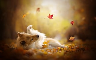 Картинка собака, Шелти, осень, Шетландская овчарка, листья, игра, боке