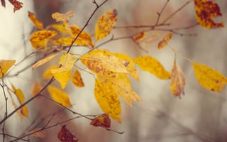 Картинка осень, trees, листья, осенний лес, деревья, природа, autumn colors, autumn, осенние листья