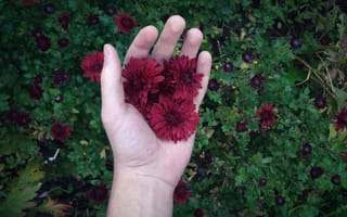 Картинка green, colors, nature, red, flower, flowers, autumn, grass